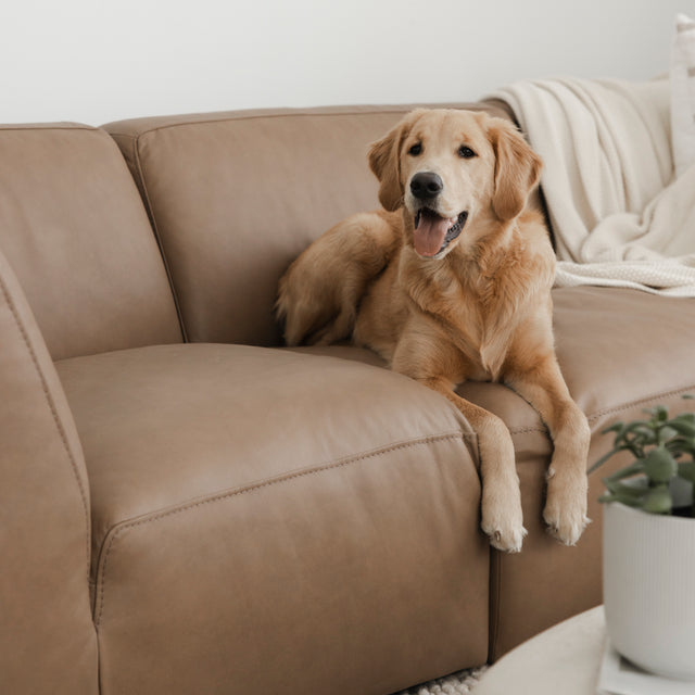 chien allongé sur un canapé en cuir brun clair dans un salon moderne.