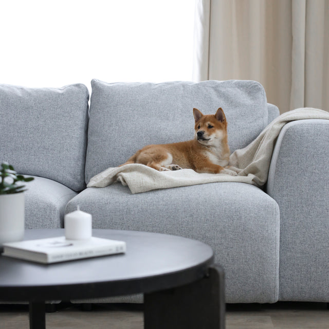 canape gris clair avec plaid beige et petit chien allonge sur l assise.